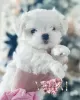 Photo №1. non-pedigree dogs - for sale in the city of Blackburn | 3381$ | Announcement № 83673