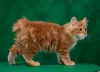 Photo №3. Adorable Kurilian Bobtail girl!. Russian Federation