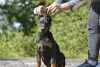 Additional photos: Doberman puppies from a lovely couple