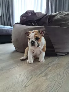 Additional photos: English Bulldog 2.5 months