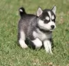 Photo №1. alaskan klee kai - for sale in the city of Никосия | negotiated | Announcement № 103448