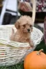 Photo №1. poodle (dwarf) - for sale in the city of Żabalj | negotiated | Announcement № 70819