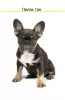 Photo №3. French bulldog girl. Russian Federation