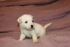 Additional photos: Jack Russell Terrier puppies