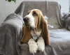 Photo №2 to announcement № 13187 for the sale of basset hound - buy in Russian Federation breeder