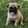 Photo №1. pug - for sale in the city of Tampere | negotiated | Announcement № 119817