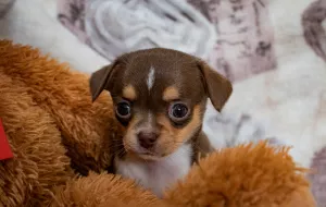 Additional photos: Puppy Girl Chihuahua Kennel