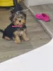 Photo №2 to announcement № 64824 for the sale of yorkshire terrier - buy in Germany private announcement