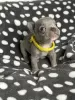 Additional photos: Stunning French Bulldog pups