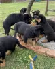 Photo №1. rottweiler - for sale in the city of Неймеген | 507$ | Announcement № 116182