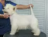 Additional photos: West Highland White Terrier puppy from International Champion