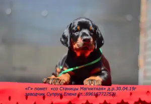 Additional photos: Dobermans-puppies, kennel & quot; from Magnitnaya Stanitsa & quot;