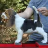 Photo №1. beagle - for sale in the city of Würzburg | 450$ | Announcement № 127392