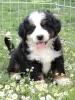 Photo №4. I will sell bernese mountain dog in the city of Нови Сад. private announcement - price - 951$