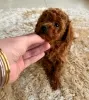 Photo №2 to announcement № 130443 for the sale of poodle (toy) - buy in Germany 