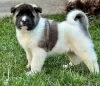 Photo №3. American Akita puppies. Serbia