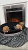 Additional photos: Toy Poodle puppies