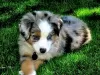 Photo №1. australian shepherd - for sale in the city of Carson | 500$ | Announcement № 125526