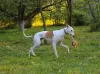 Photo №4. Mating whippet in Russian Federation. Announcement № 123326