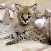 Photo №3. Serval and caracal kittens available For sale. Switzerland