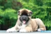 Additional photos: American Akita Puppies