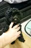 Photo №2 to announcement № 100205 for the sale of poodle (royal) - buy in United States private announcement