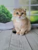 Photo №1. scottish fold - for sale in the city of Belgrade | 317$ | Announcement № 98355