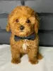 Photo №1. poodle (toy) - for sale in the city of Zaporizhia | 600$ | Announcement № 41169