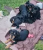 Photo №3. Light Mini Dachshund Mix Puppes for sale. Germany