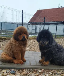 Photo №1. tibetan mastiff - for sale in the city of Slutsk | 1000$ | Announcement № 1097