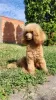 Photo №3. Mini poodle puppies. Serbia