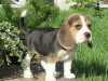 Photo №2 to announcement № 10834 for the sale of beagle - buy in Ukraine from nursery