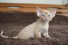 Additional photos: Devon Rex Kittens