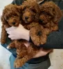 Photo №1. poodle (dwarf) - for sale in the city of Kishinev | 581$ | Announcement № 43416