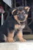 Photo №1. german shepherd - for sale in the city of Quakenbrück | 423$ | Announcement № 118701