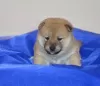 Additional photos: Shiba Inu puppies from champion parents