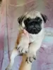 Photo №1. pug - for sale in the city of Москва | 95$ | Announcement № 11414