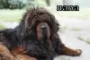 Photo №1. tibetan mastiff - for sale in the city of Nikolaev | negotiated | Announcement № 9342