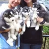 Photo №1. siberian husky - for sale in the city of Штутгарт | 424$ | Announcement № 130444