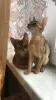 Additional photos: Abyssinian kittens