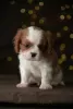 Photo №2 to announcement № 15901 for the sale of cavalier king charles spaniel - buy in Germany from nursery, breeder