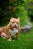 Additional photos: American Bully puppies for sale