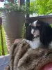 Additional photos: King Charles spaniel King Charles spaniel