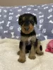 Additional photos: Airedale Terrier ZkwP/FCI puppy - female and male