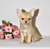 Photo №2 to announcement № 32609 for the sale of chihuahua - buy in Russian Federation from nursery, breeder