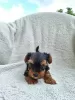 Additional photos: Yorkshire Terrier puppies