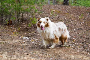 Additional photos: OFFERED FOR KNITTING A MALESTER OF AUSTRALIAN SHEPHERD DOG!