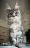 Photo №4. I will sell maine coon in the city of Würzburg. private announcement - price - 423$