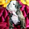 Additional photos: English bulldog babies