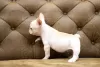 Photo №4. I will sell french bulldog in the city of Франкфурт-на-Майне. private announcement - price - 380$